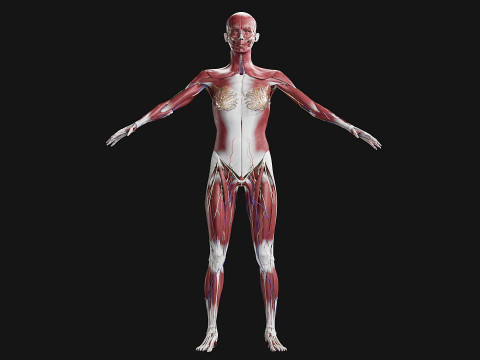 Female Complete Anatomy 3D Model