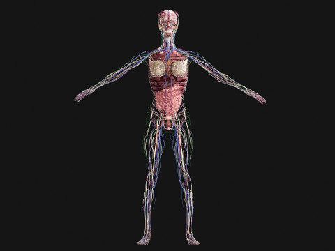 Female Complete Anatomy 3D Model