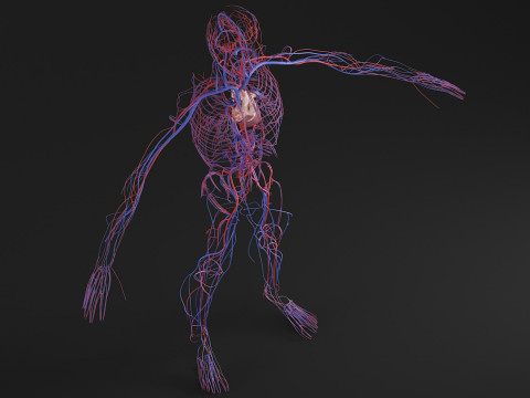Female Complete Anatomy 3D Model