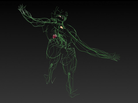 Female Complete Anatomy 3D Model