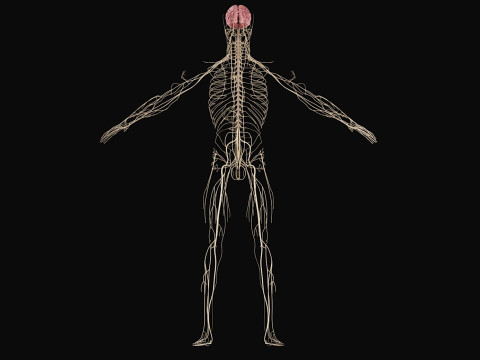 Female Complete Anatomy 3D Model