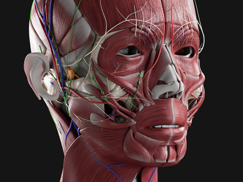 Female Complete Anatomy 3D Model
