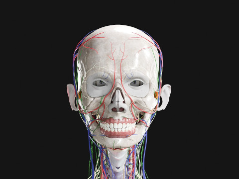 Female Complete Anatomy 3D Model