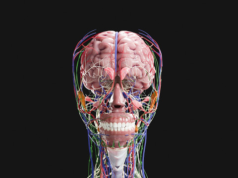 Female Complete Anatomy 3D Model