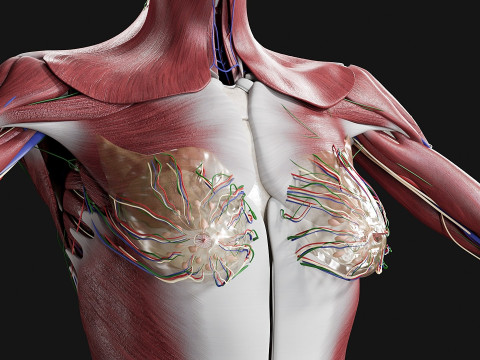 Female Complete Anatomy 3D Model