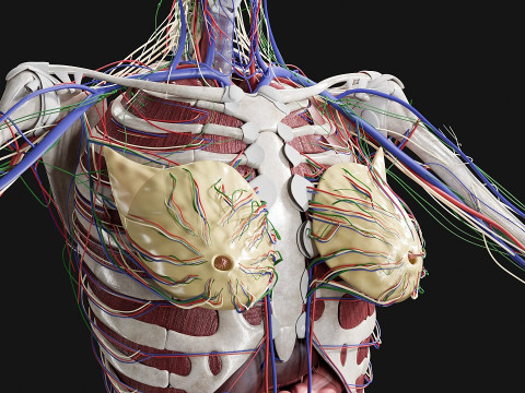 Female Complete Anatomy 3D Model