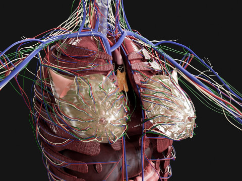 Female Complete Anatomy 3D Model