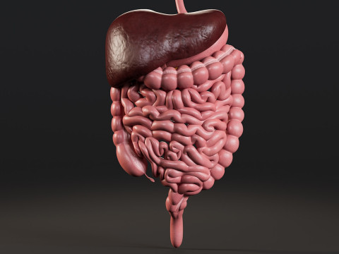 Female Complete Anatomy 3D Model