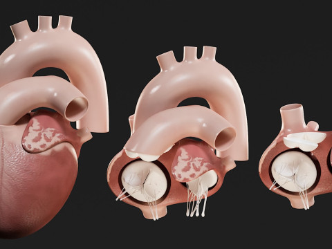 Female Complete Anatomy 3D Model