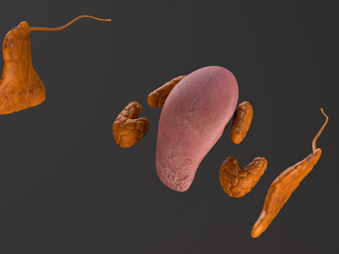 Female Complete Anatomy 3D Model