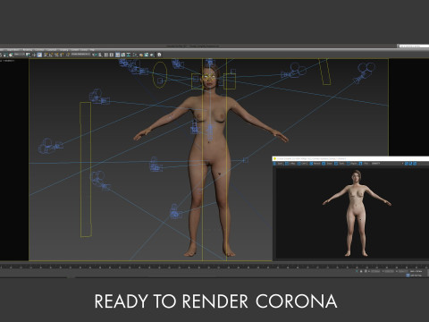 Female Complete Anatomy 3D Model