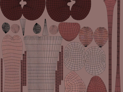 Female Complete Anatomy 3D Model