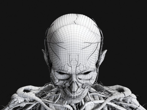 Female Complete Anatomy 3D Model