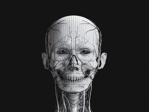 Female Complete Anatomy 3D Model