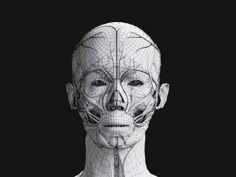 Female Complete Anatomy 3D Model