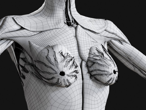 Female Complete Anatomy 3D Model