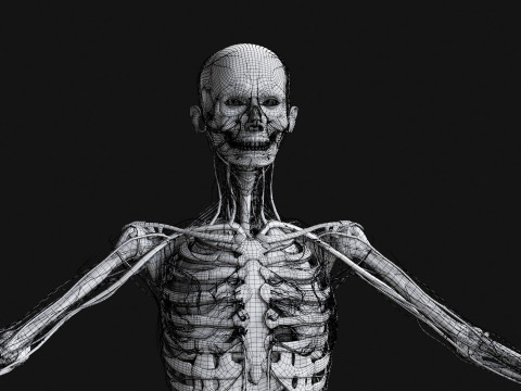 Female Complete Anatomy 3D Model