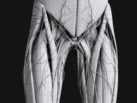 Female Complete Anatomy 3D Model