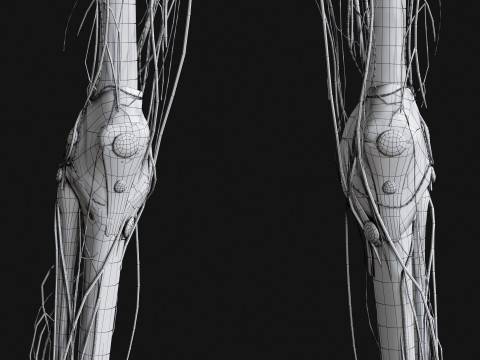 Female Complete Anatomy 3D Model