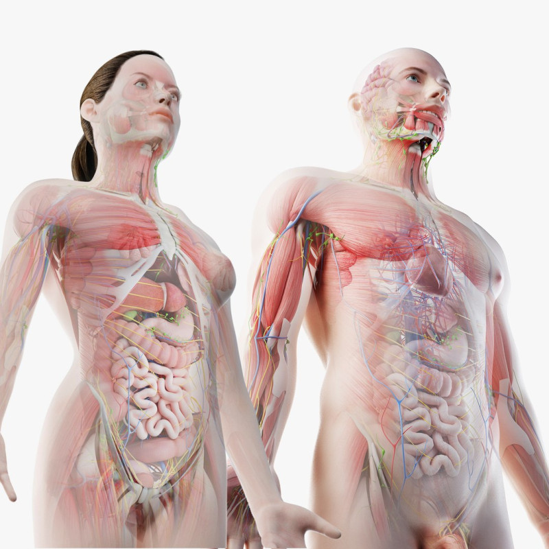 Full Male And Female Anatomy 3D Model .c4d .max .obj .3ds .fbx .stl .blend