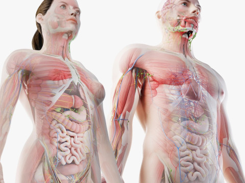 Full Male And Female Anatomy 3D Model