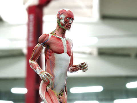 男性と女性の完全な解剖学 3Dモデル