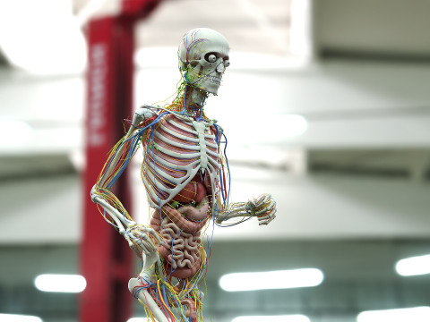 男性と女性の完全な解剖学 3Dモデル