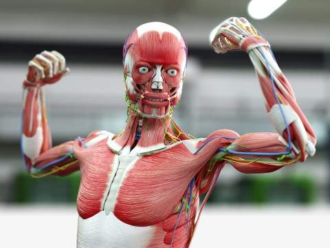 男性と女性の完全な解剖学 3Dモデル