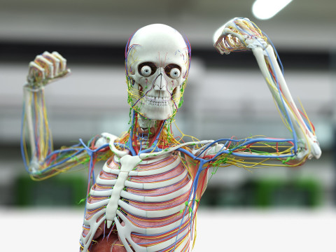 男性と女性の完全な解剖学 3Dモデル