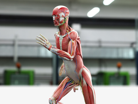 男性と女性の完全な解剖学 3Dモデル