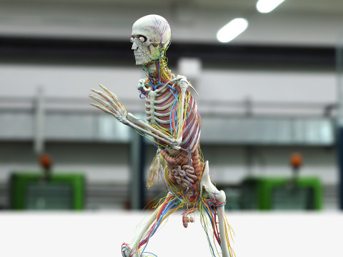 男性と女性の完全な解剖学 3Dモデル