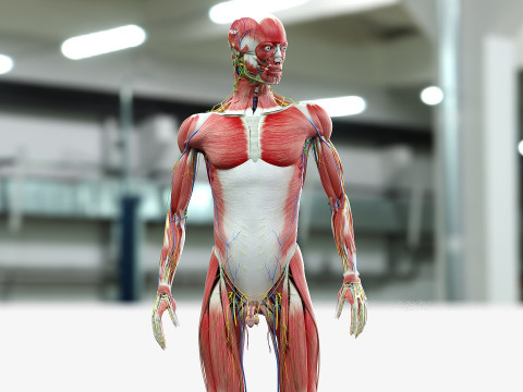 男性と女性の完全な解剖学 3Dモデル