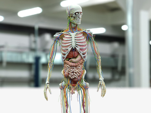 男性と女性の完全な解剖学 3Dモデル