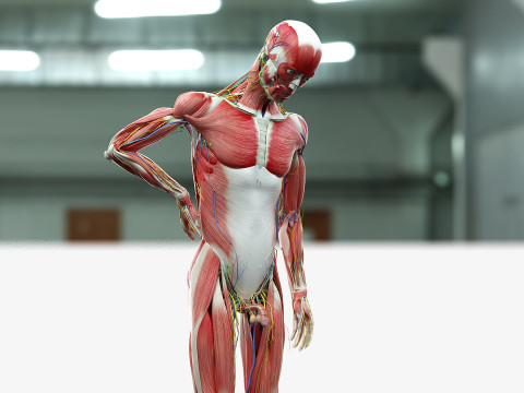 男性と女性の完全な解剖学 3Dモデル