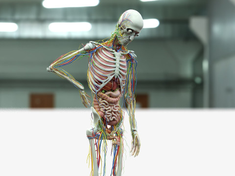 男性と女性の完全な解剖学 3Dモデル