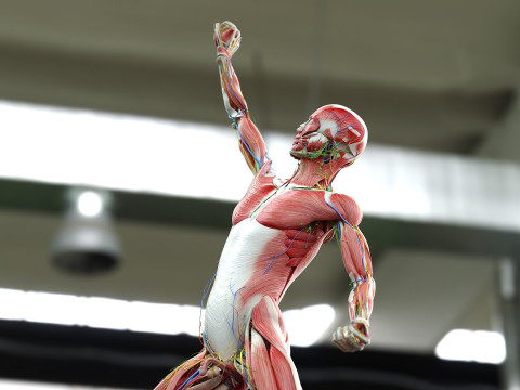 男性と女性の完全な解剖学 3Dモデル