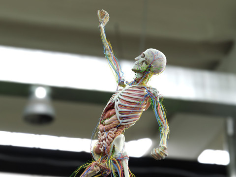 男性と女性の完全な解剖学 3Dモデル