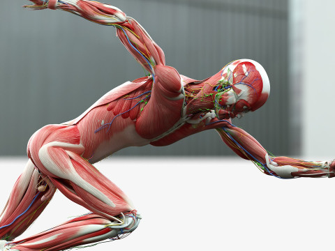 男性と女性の完全な解剖学 3Dモデル