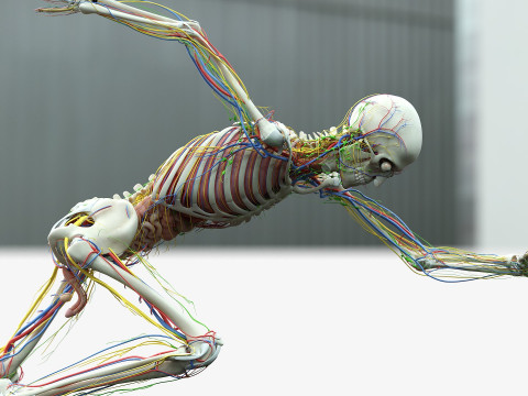 男性と女性の完全な解剖学 3Dモデル