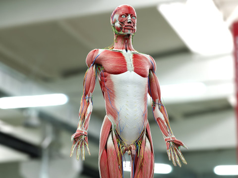 男性と女性の完全な解剖学 3Dモデル