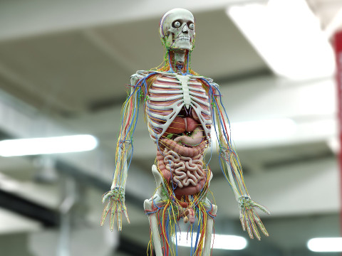 男性と女性の完全な解剖学 3Dモデル