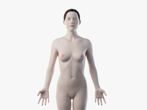 男性と女性の完全な解剖学 3Dモデル