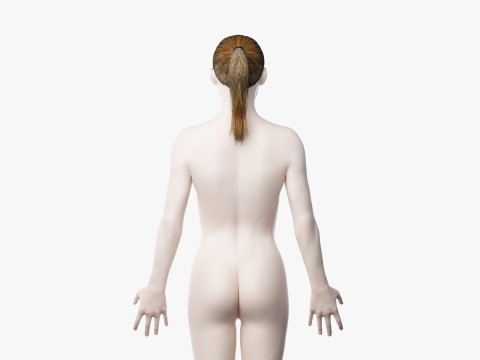 男性と女性の完全な解剖学 3Dモデル