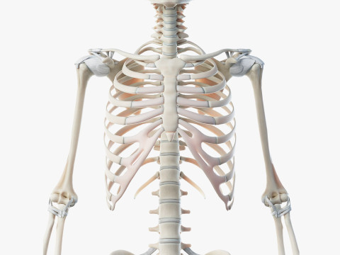 男性と女性の完全な解剖学 3Dモデル