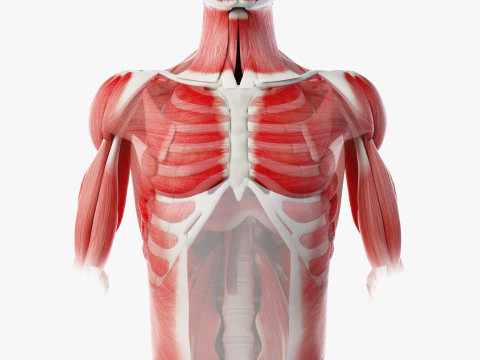 Anatomia Completa Masculina e Feminina Modelo 3D