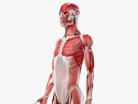 男性と女性の完全な解剖学 3Dモデル