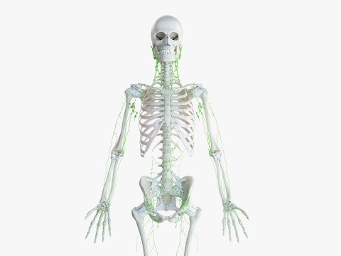 男性と女性の完全な解剖学 3Dモデル