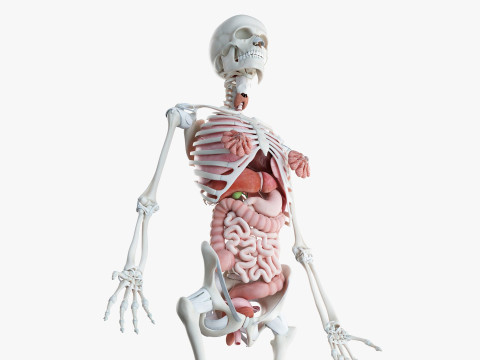 男性と女性の完全な解剖学 3Dモデル