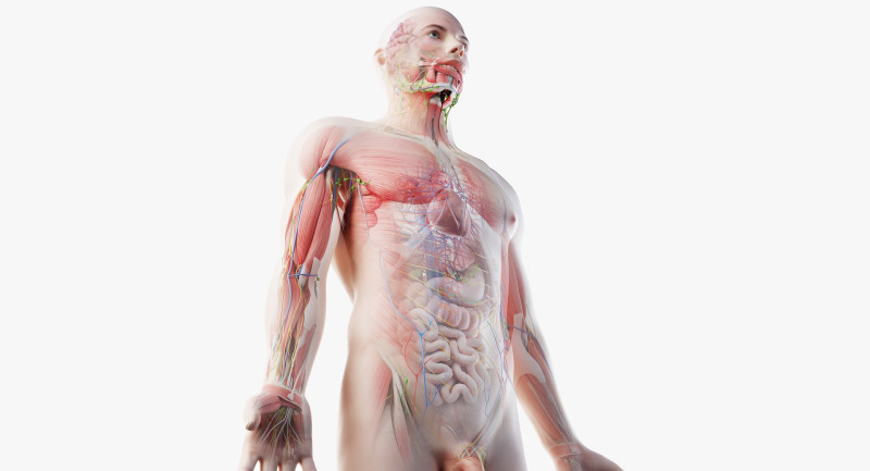 Volledige mannelijke anatomie 3D Model .c4d .max .obj .3ds .fbx .stl .blend