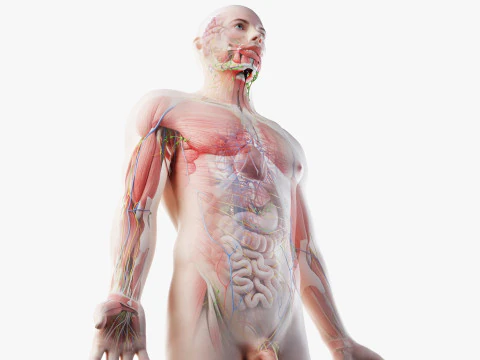 Anatomia Masculina Completa Modelo 3D